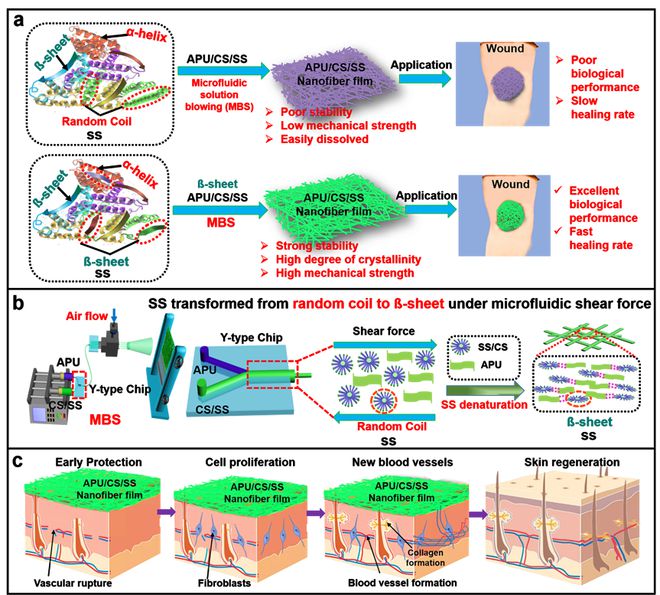 福建農林龐杰團隊《Adv. Fiber Mater.》:基于微流控氣噴紡絲技術構筑低成本的絲膠蛋白基人造皮膚