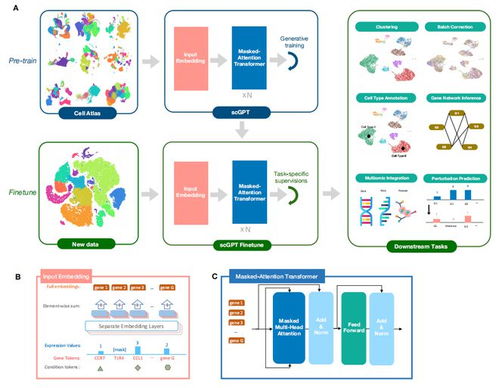 首個(gè)單細(xì)胞生物學(xué)基礎(chǔ)大型語(yǔ)言模型 生物基材料技術(shù)研發(fā)的新里程碑
